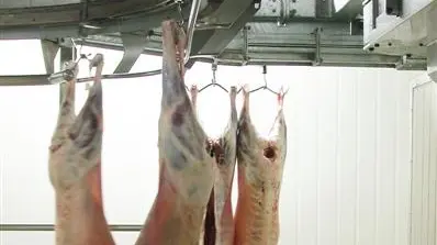 NZ meat on menu for cup