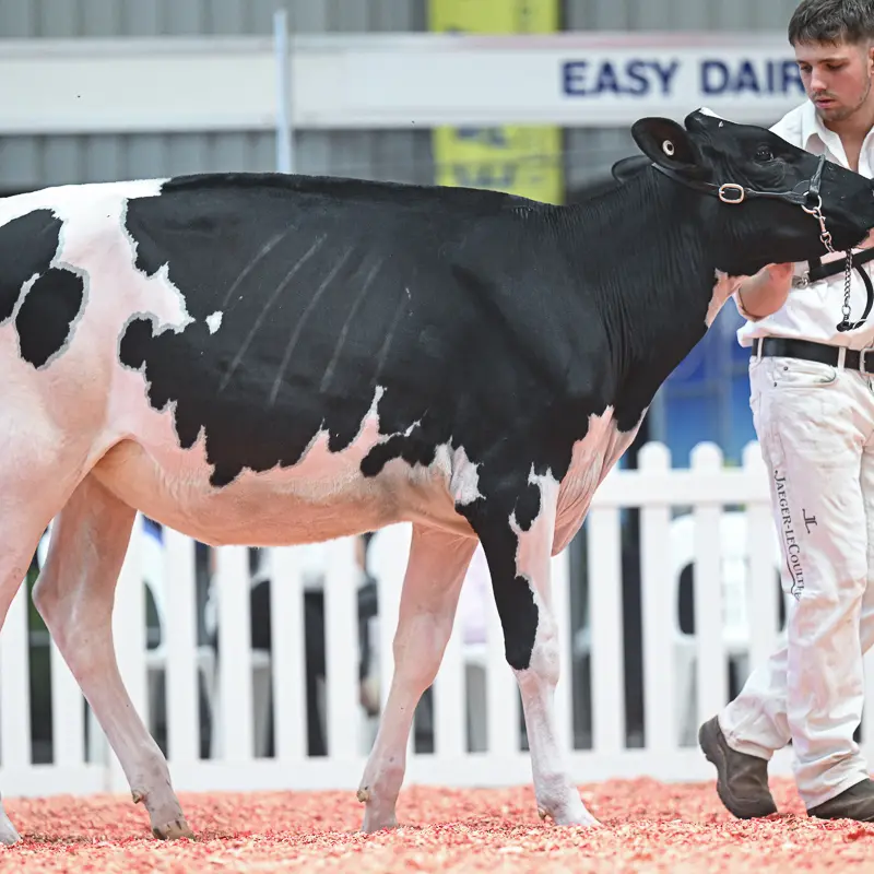 Teen dairy cattle fitter takes skills from Canada to an European young breeders school