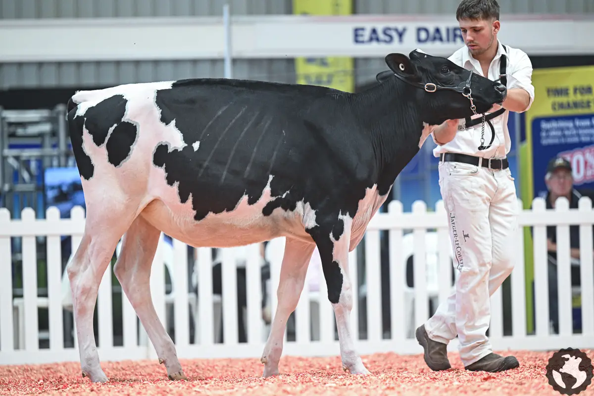 Teen dairy cattle fitter takes skills from Canada to an European young breeders school