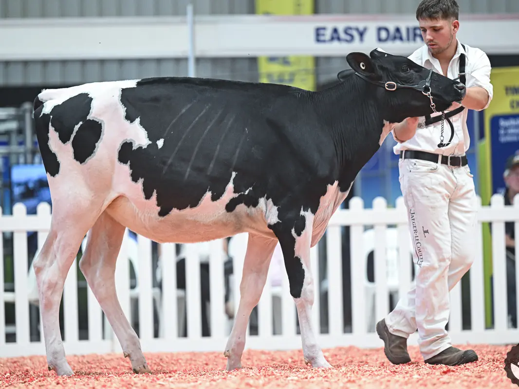 Teen dairy cattle fitter takes skills from Canada to an European young breeders school