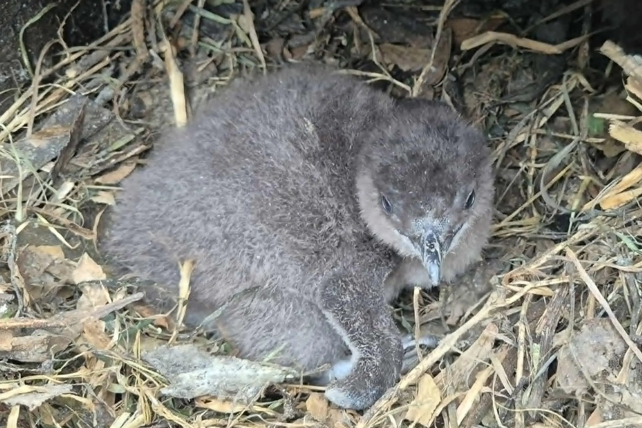 A chick at Oamaru\\'s little penguin colony. The chicks were this week still gaining weight despite murky, \"mediocre\" foraging conditions for parents caused by flooding run-off. Photo: Oamaru Penguins.