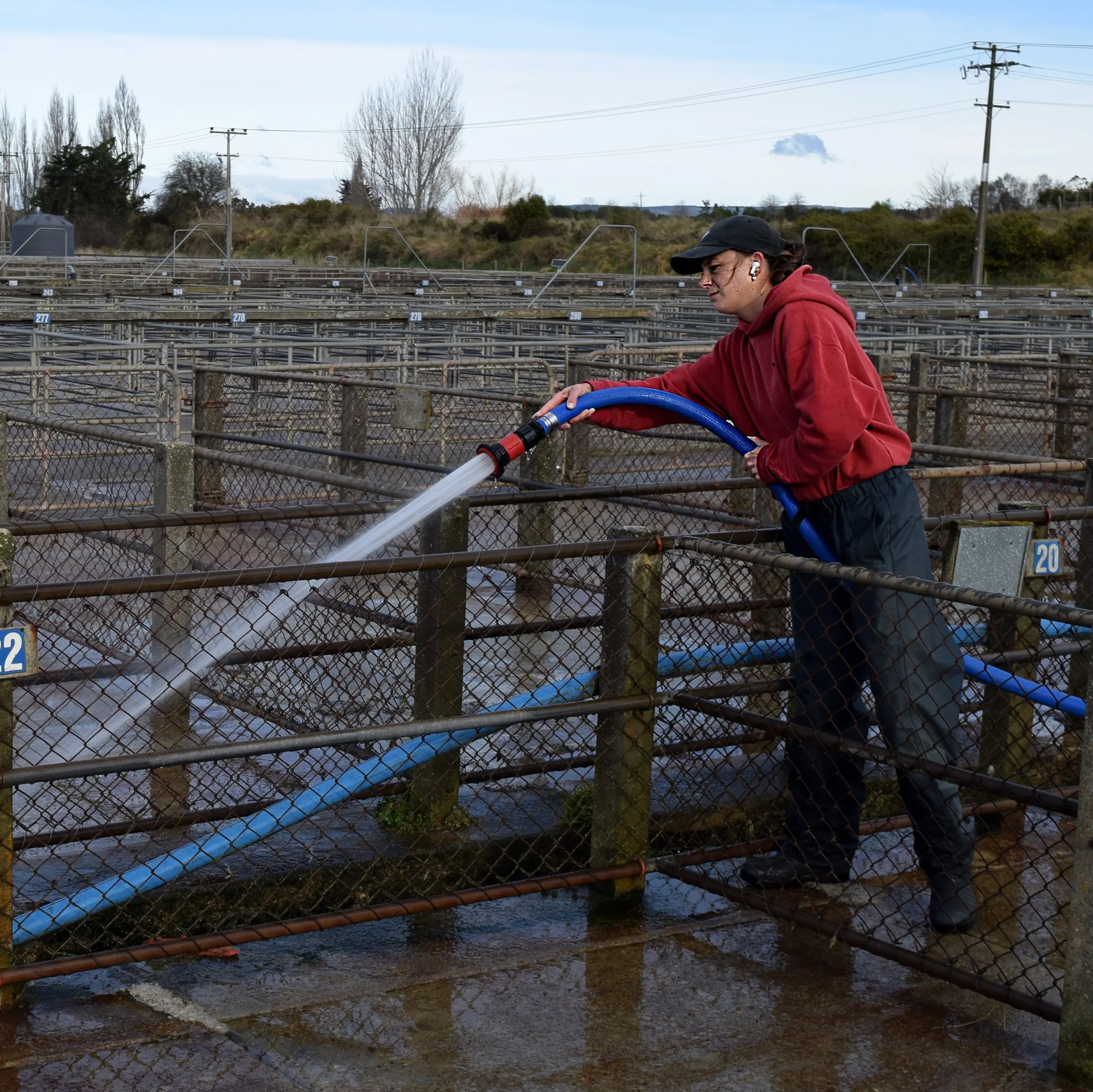 Cleaning sheep and cattle yards of manure “easy money” in South Otago