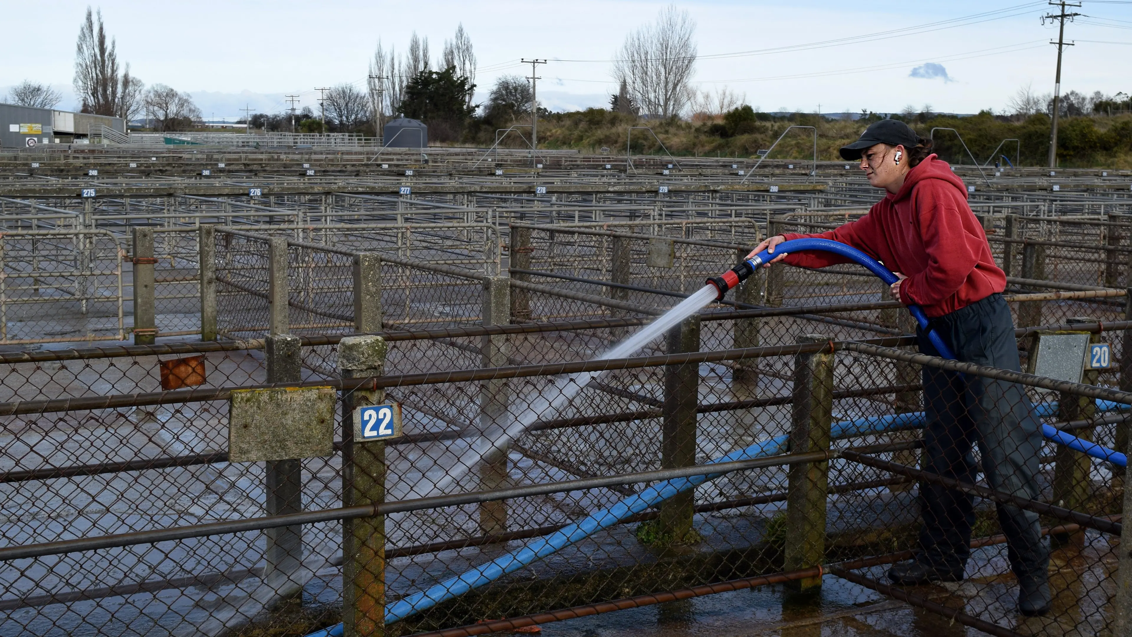 Cleaning sheep and cattle yards of manure “easy money” in South Otago