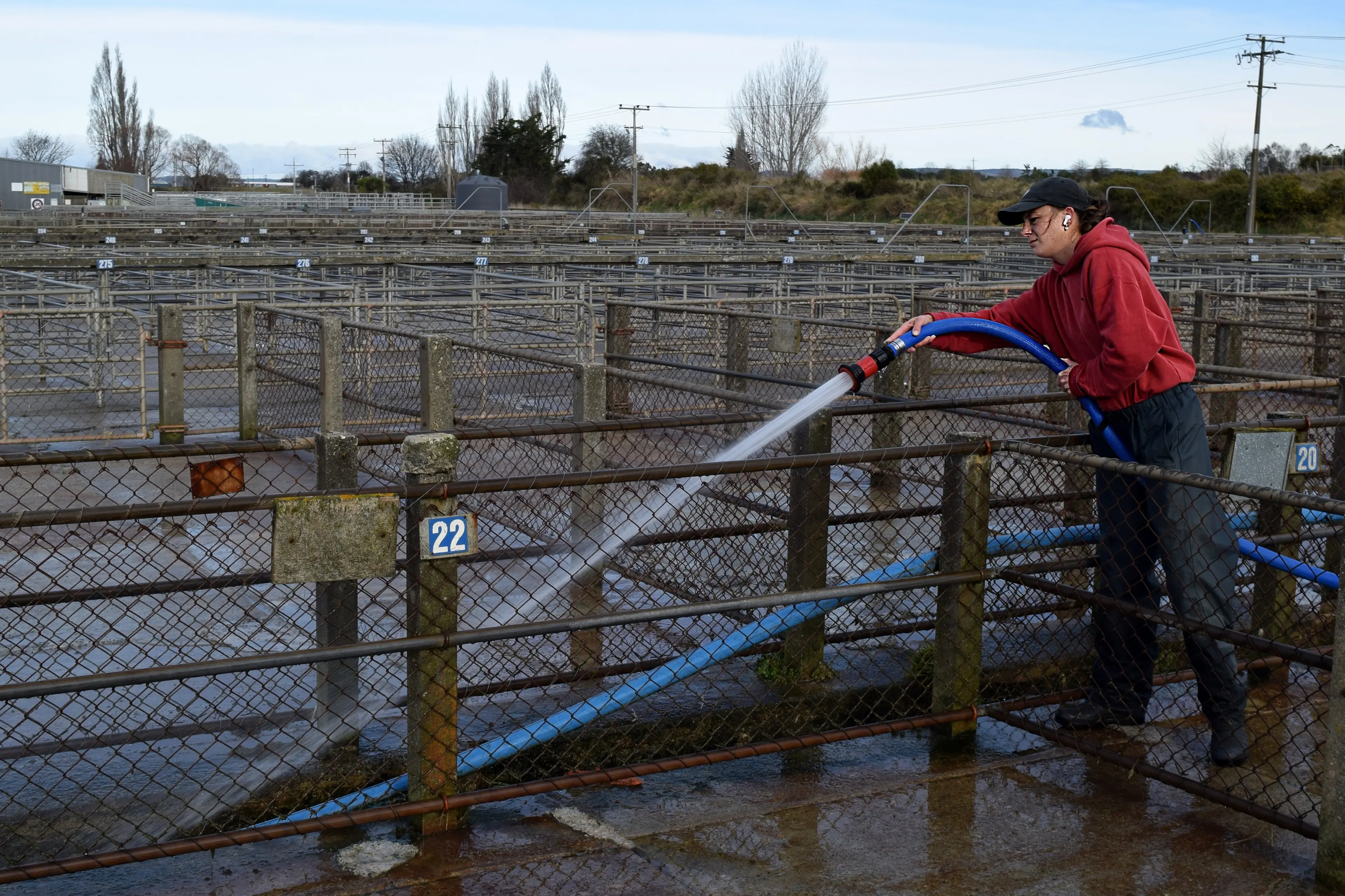 Katie Willocks, of Balclutha, washes manure from sheep yards at Balclutha Saleyards. Photo: Shawn McAvinue