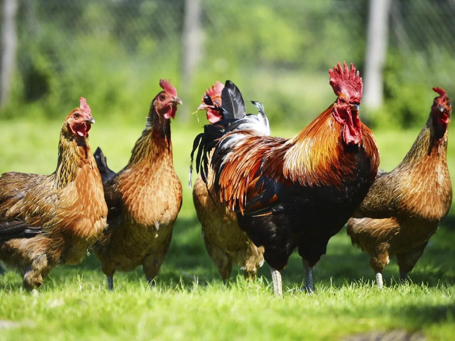 District ready as-can-be for arrival of bird flu cases