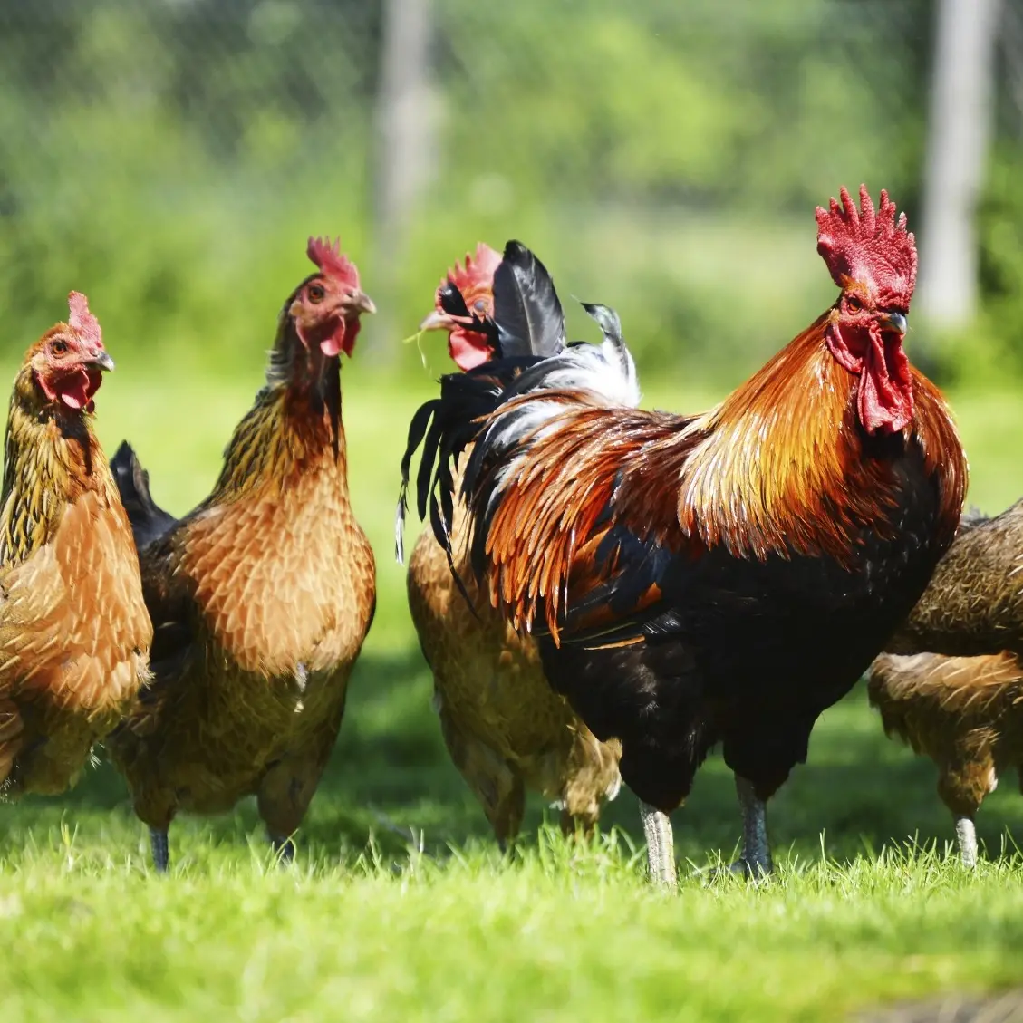 District ready as it can be for arrival of bird flu cases