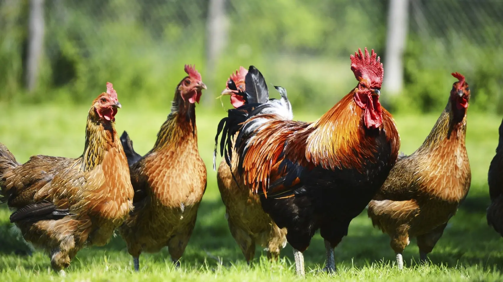 District ready as it can be for arrival of bird flu cases