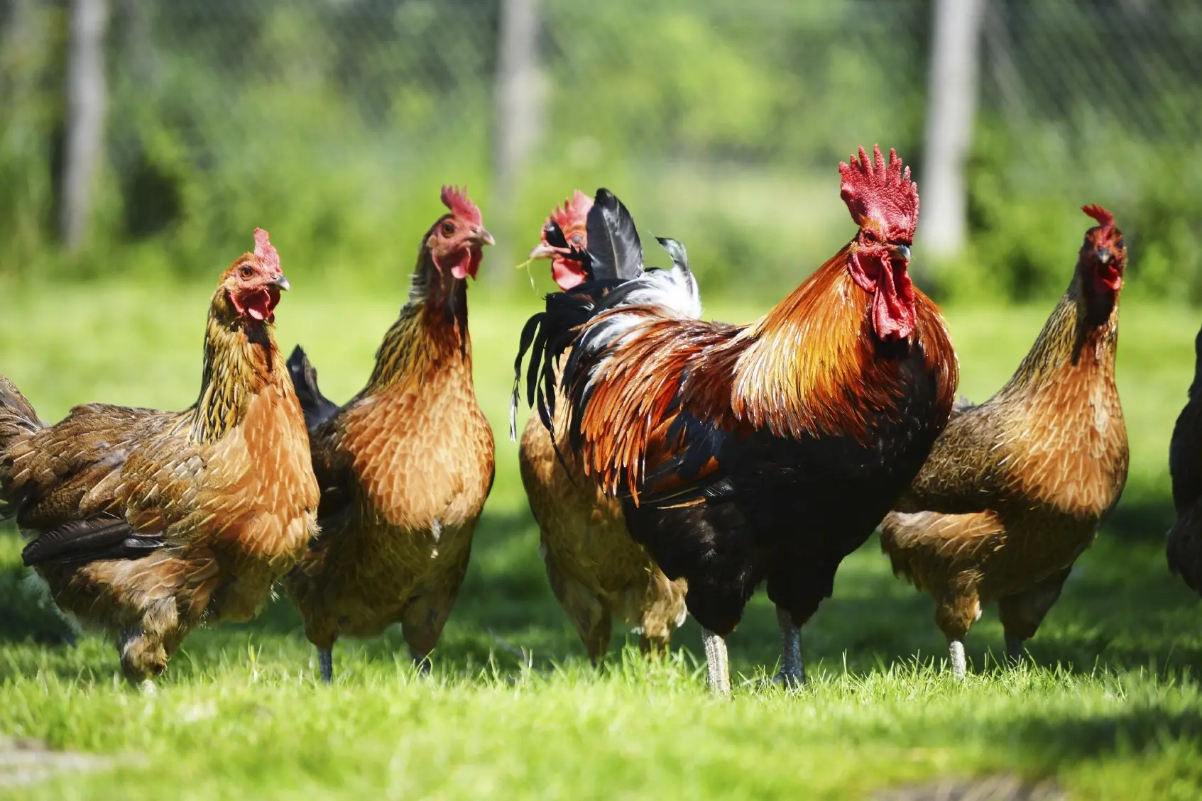 Ministry for Primary Industries testing for H5 bird flu is focused on tracking the movement of bird flu to help protect New Zealand\\'s poultry industry and support DOC\\u2019s work with native wildlife. Photo: Getty