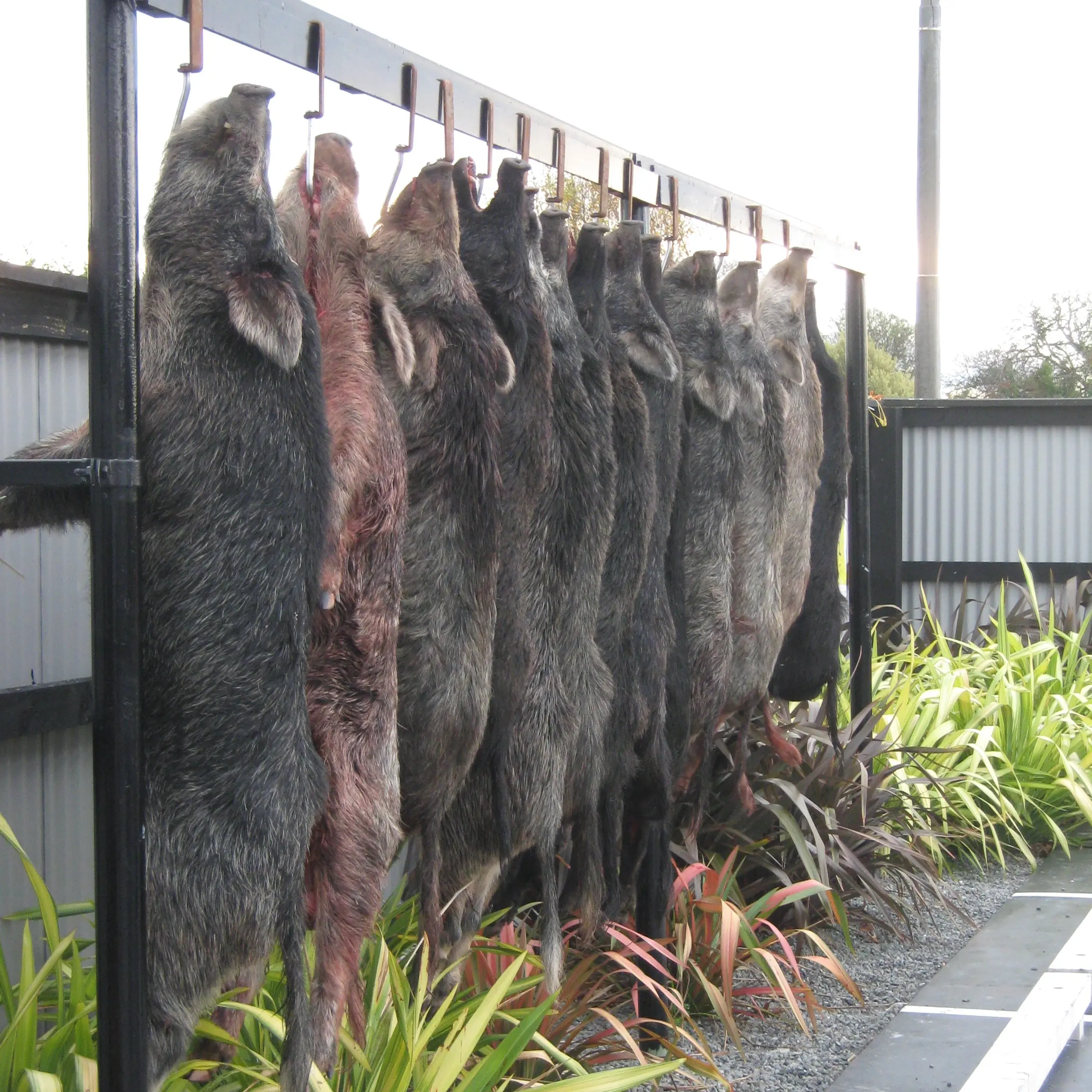 Entries open for Canterbury tavern’s hunting competition