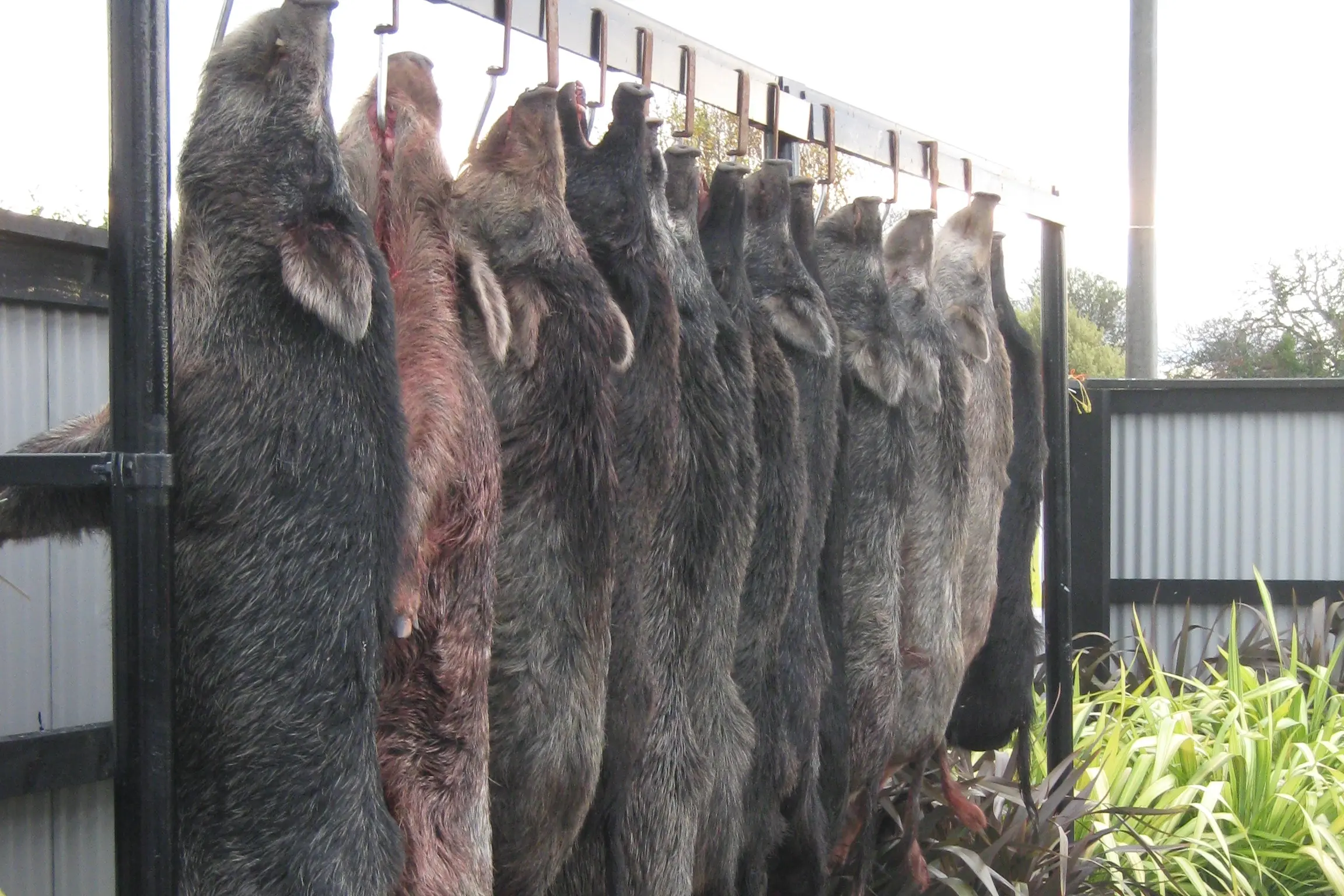 Competition time . . . A line up of pigs entered in a former Mandeville Tavern Pig Hunting competition. Photo: File