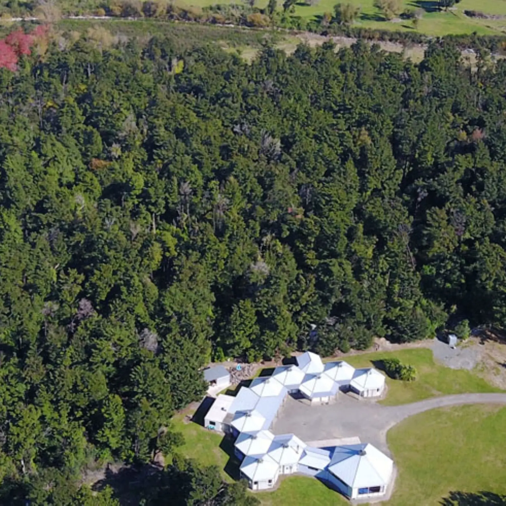 Staveley Camp native forest restoration boosts biodiversity