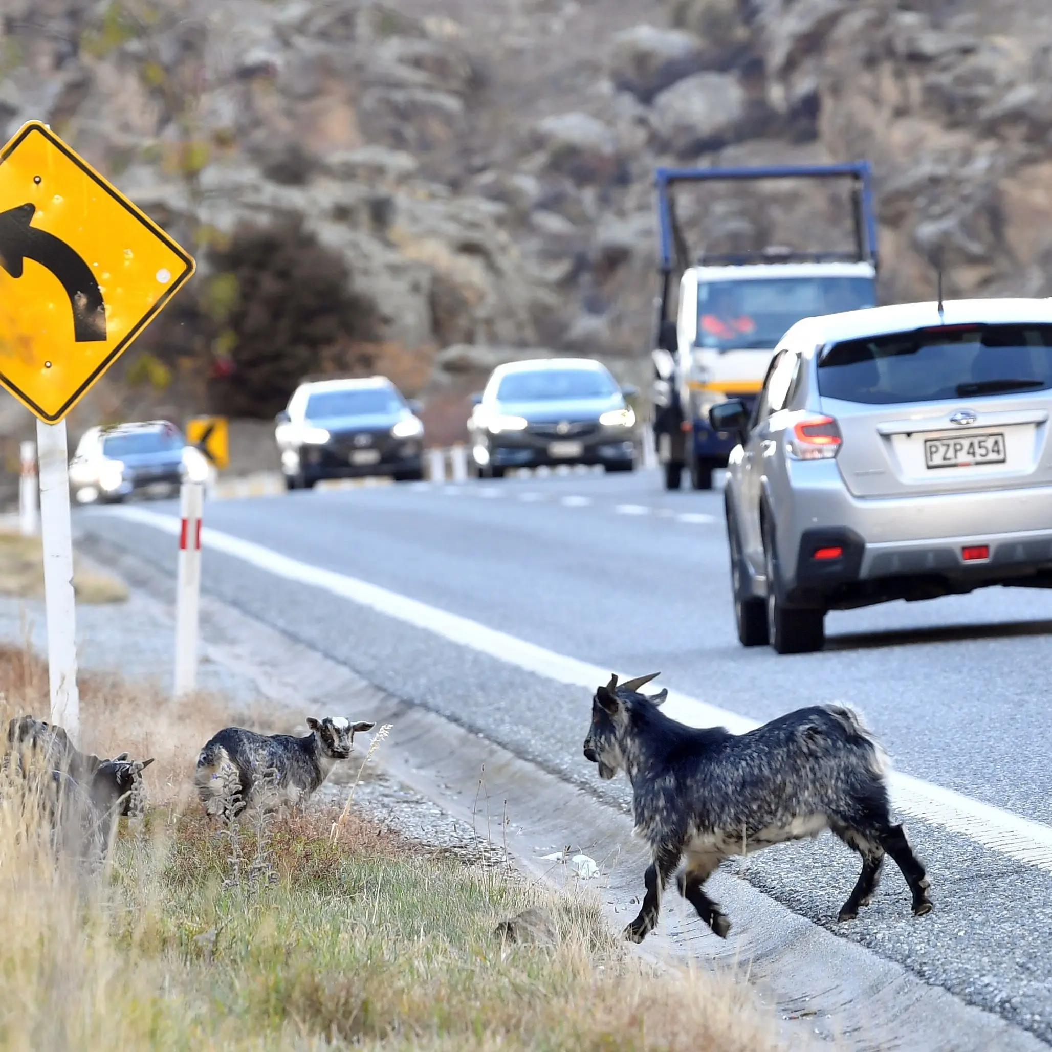 Short closures for long shots at feral goats