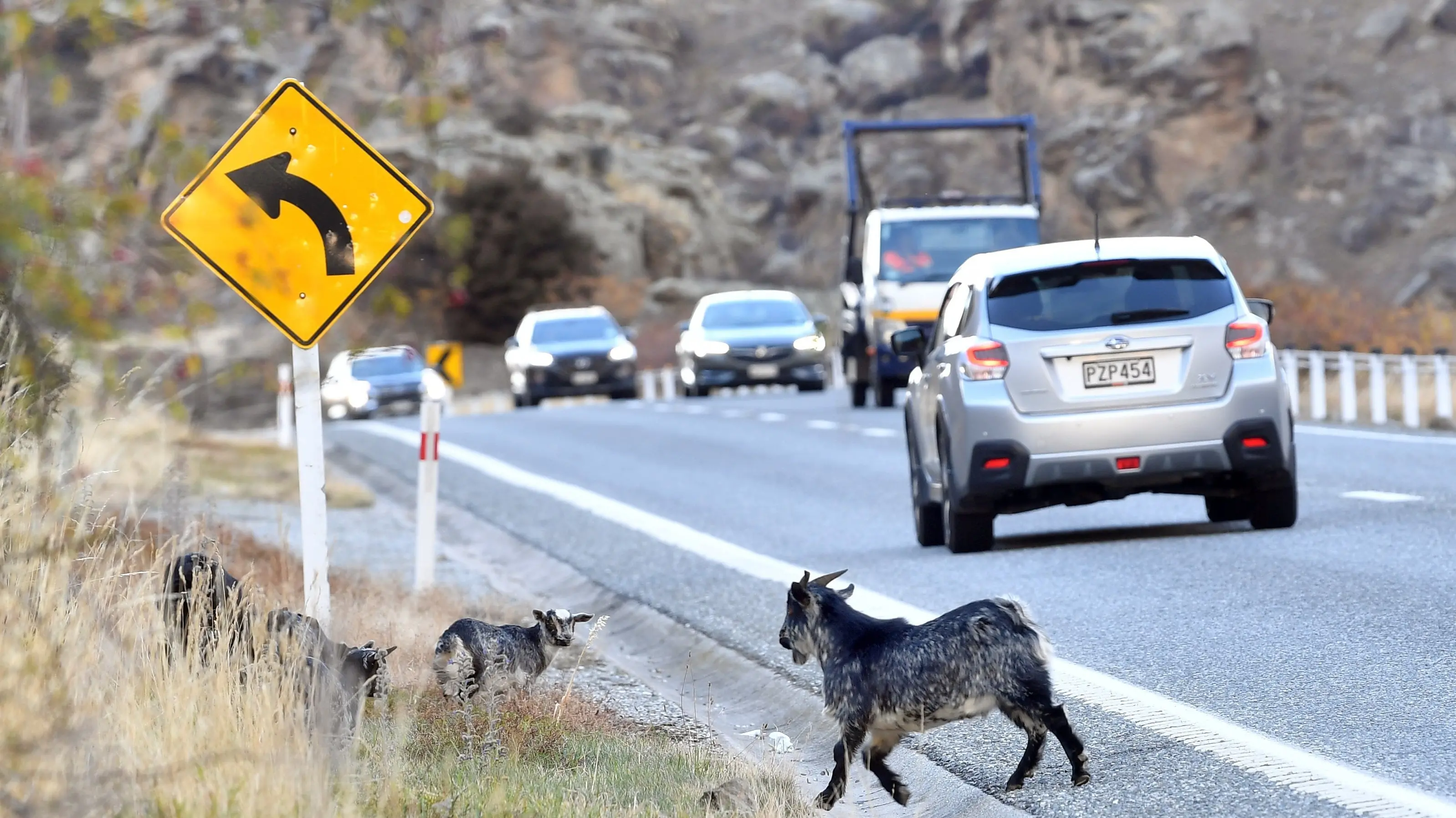 Short closures for long shots at feral goats