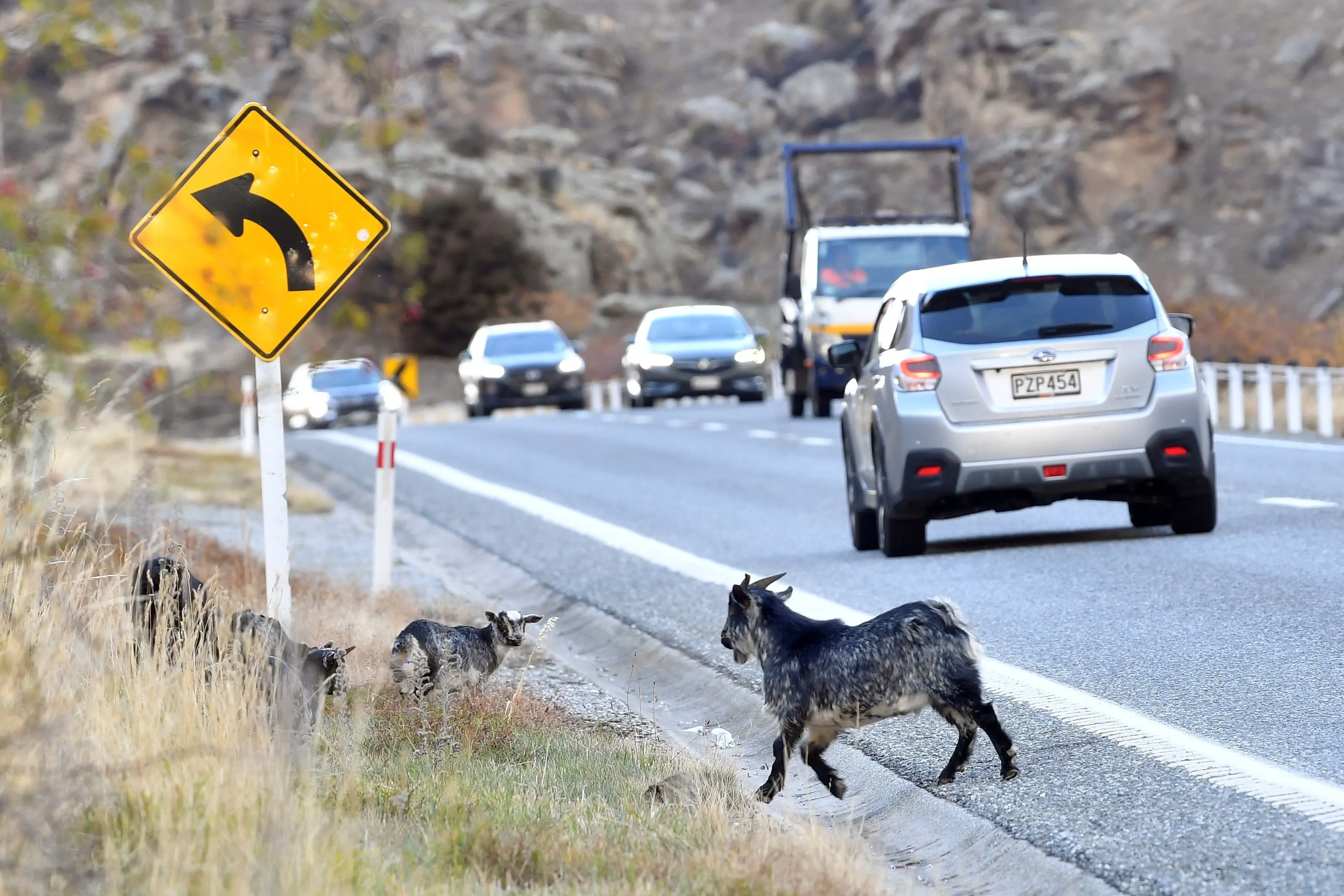 NZTA will be closing State Highway 8 in the Cromwell Gorge for an hour on Sunday mornings for the next three weeks to exterminate feral goats in the Cromwell Gorge. Photo: Stephen Jaquiery