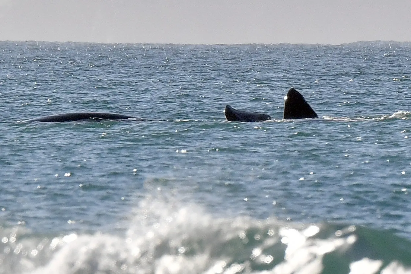 A pair of whales laze close to shore at long Beach. A beach walker said they had been breaching with an audible crack hear as the whale crashed back into the water. Photo: Stephen Jaquiery
