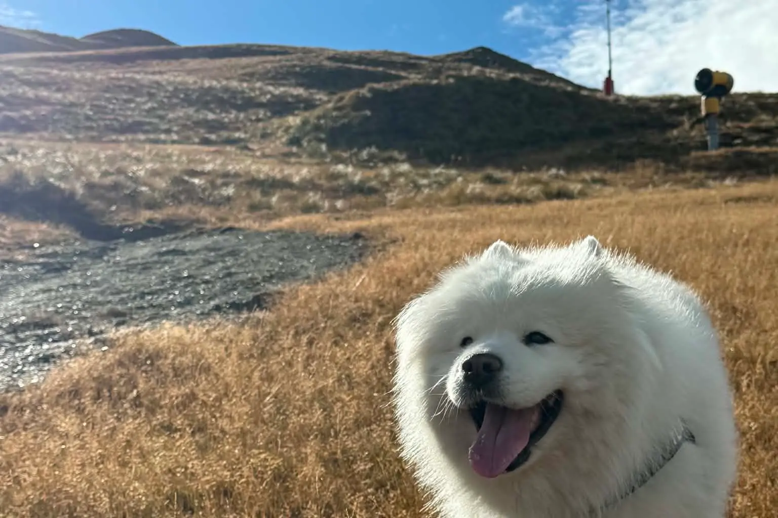 Obi was last seen wearing a black harness with \\'floof\\' on it. Photo: Supplied