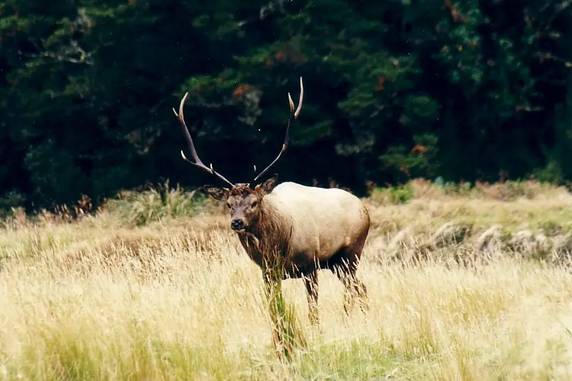 A wapiti bull, an interested stakeholder in the Herd of Special Interest process. PHOTO: PAUL PEYCHERS