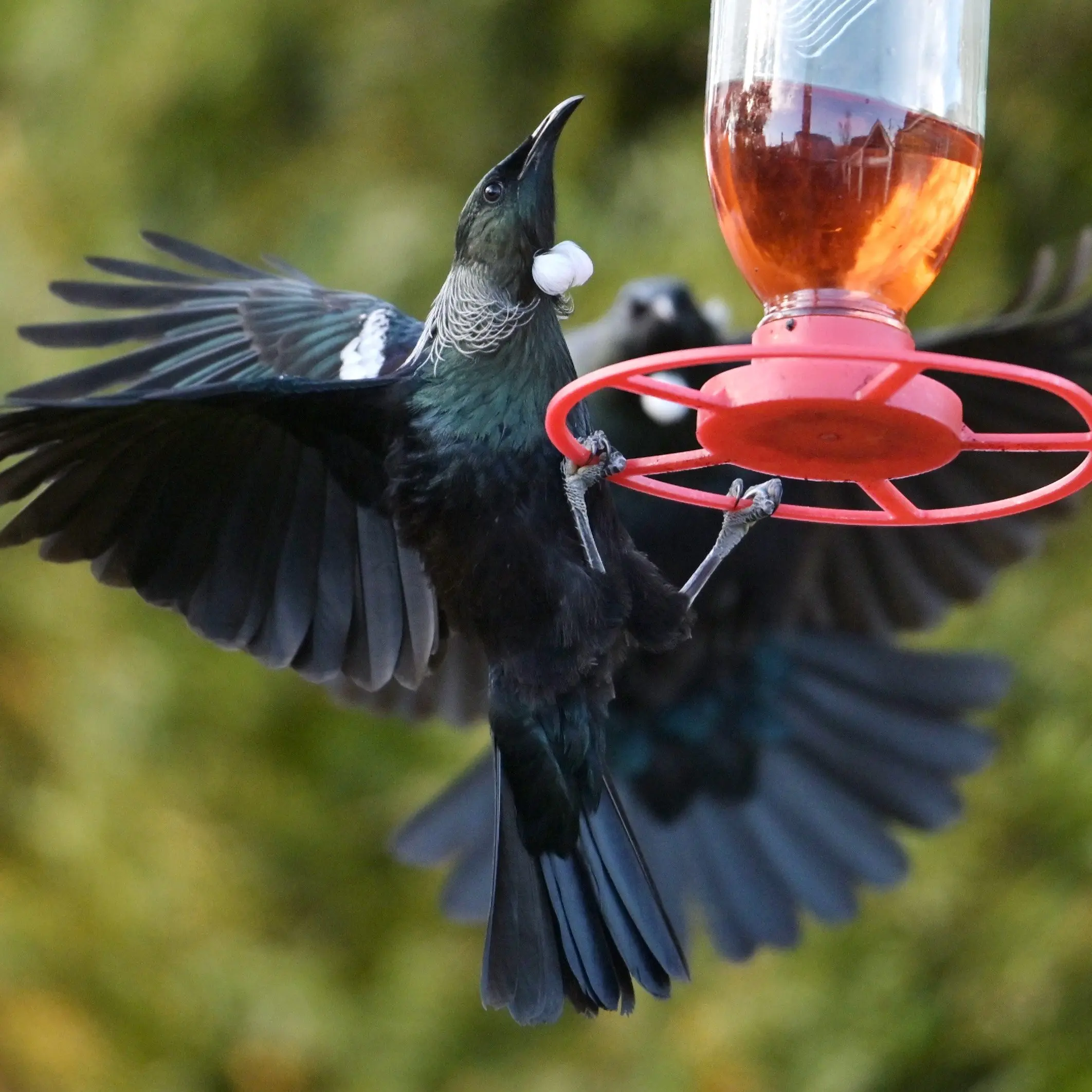 Soap and hot water is enough to keep bird flu from backyards
