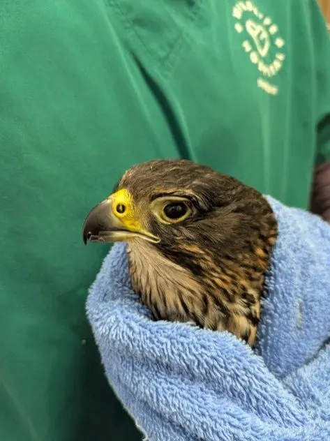 odt.co.nz - Brenda Harwood - Wildlife hospital on alert as H5 bird flu arrives