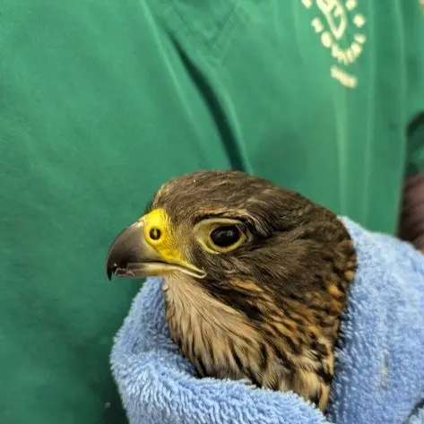 Wildlife hospital on alert as H5 bird flu arrives
