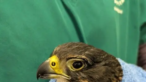 Wildlife hospital on alert as H5 bird flu arrives