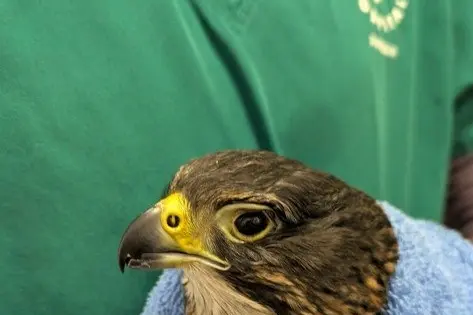 \"McGregor\" the New Zealand Falcon - Karearea was a popular patient at the Dunedin Wildlife Hospital for several months this year, due to a damaged eye and is now settled in the care of the Karearea Falcon Trust. Photo: Supplied