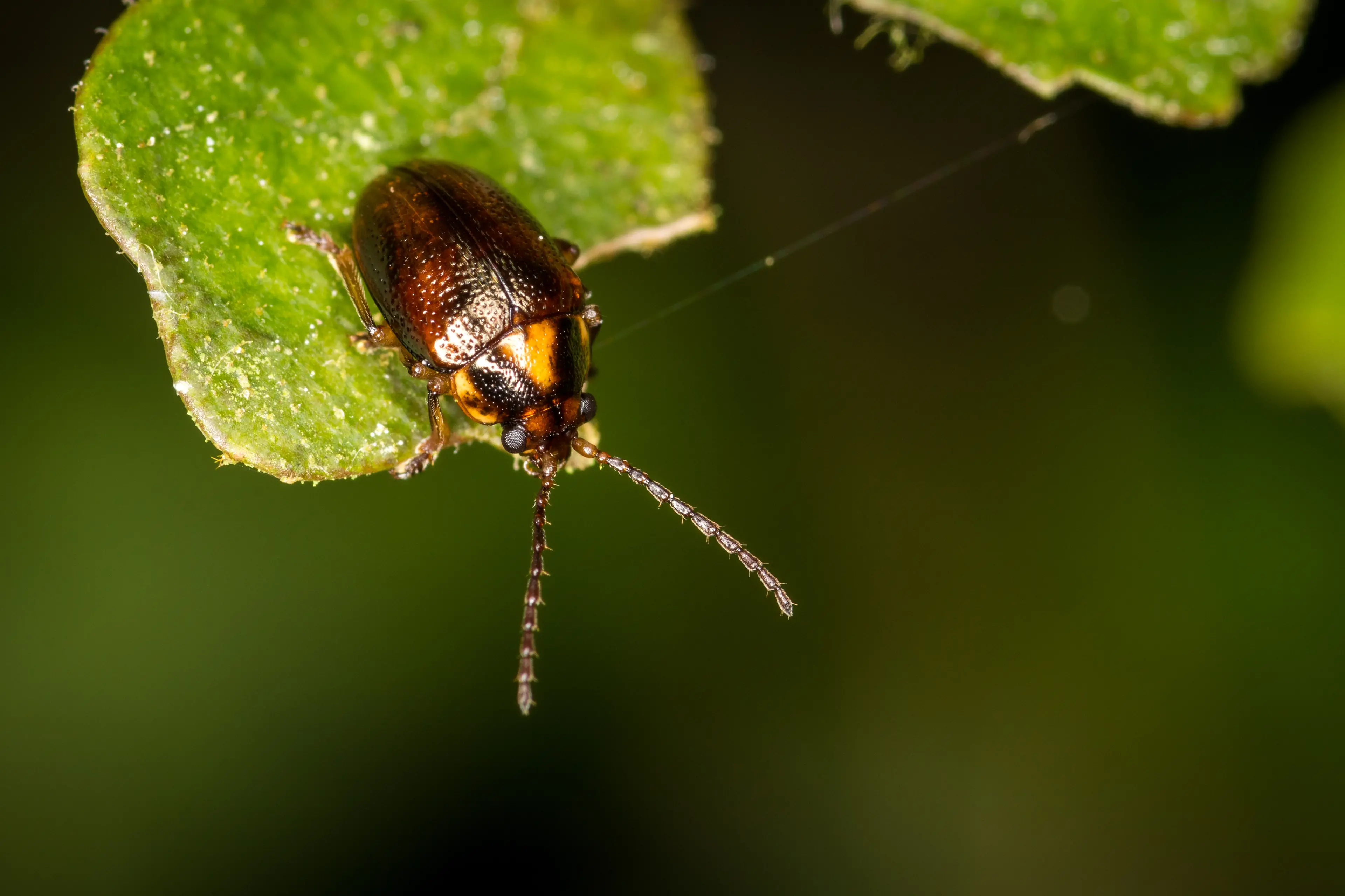 A close up of Eucolaspis brunnea (bronze beetle), a native New Zealand species. Photo: Getty Images