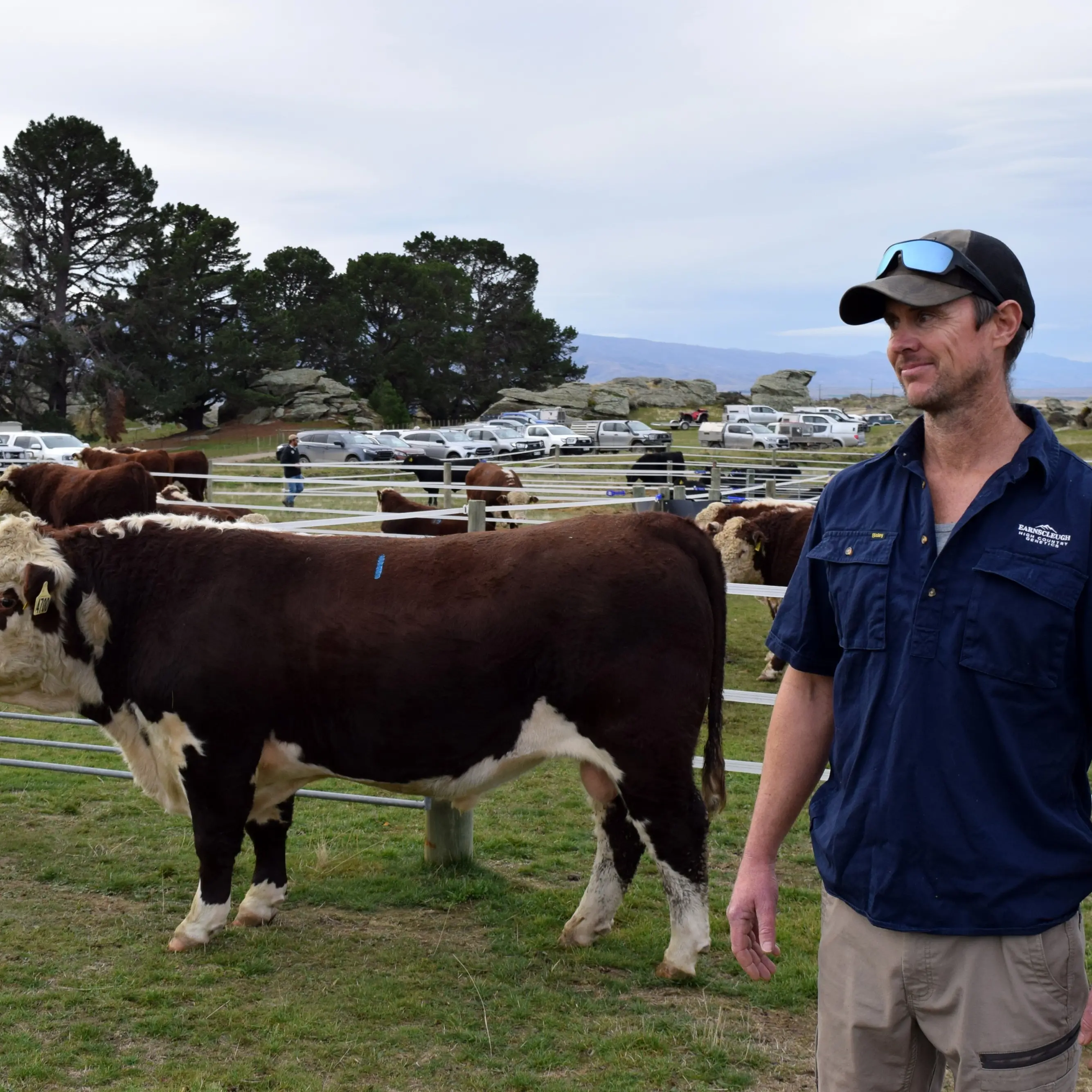 $65,000 Hereford bull sets stud record