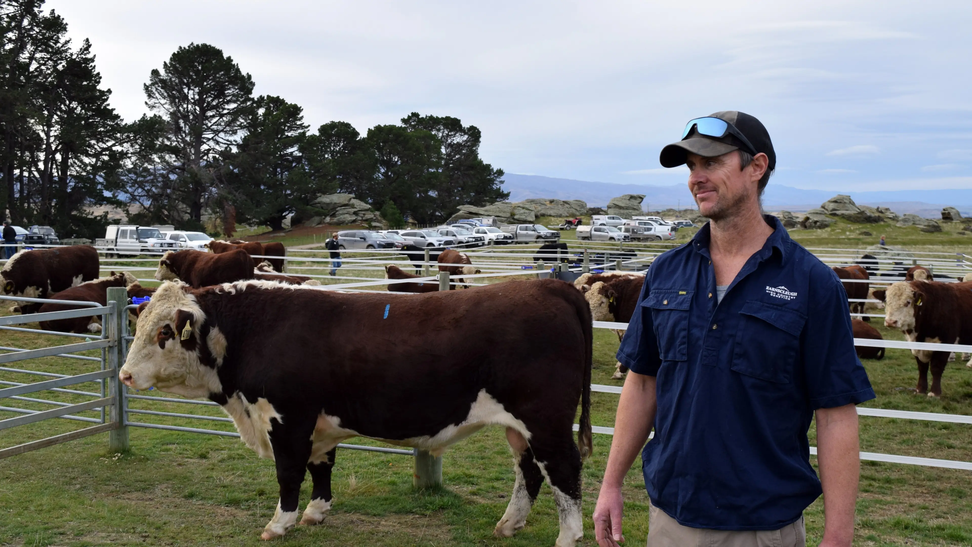 $65,000 Hereford bull sets stud record