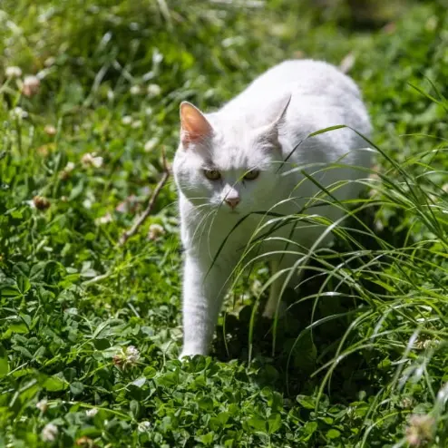 'Cats do monstrous amounts of damage': ownership rules reassessed