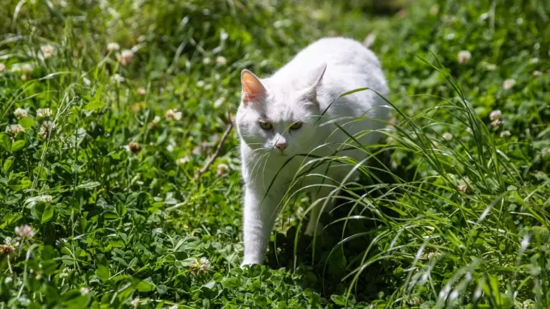 'Cats do monstrous amounts of damage': ownership rules reassessed