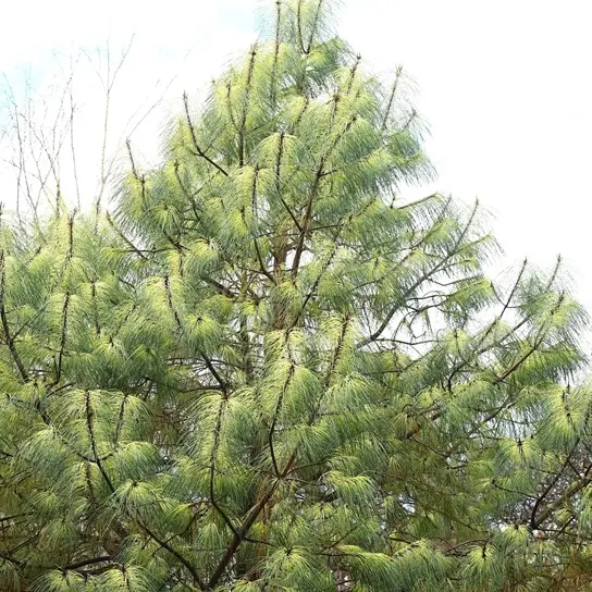 Mystery pine joins the known