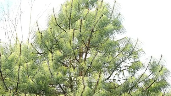 Mystery pine joins the known