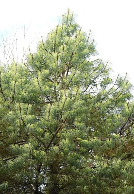 Mystery pine joins the known
