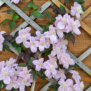 Your garden