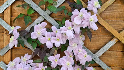 Your garden
