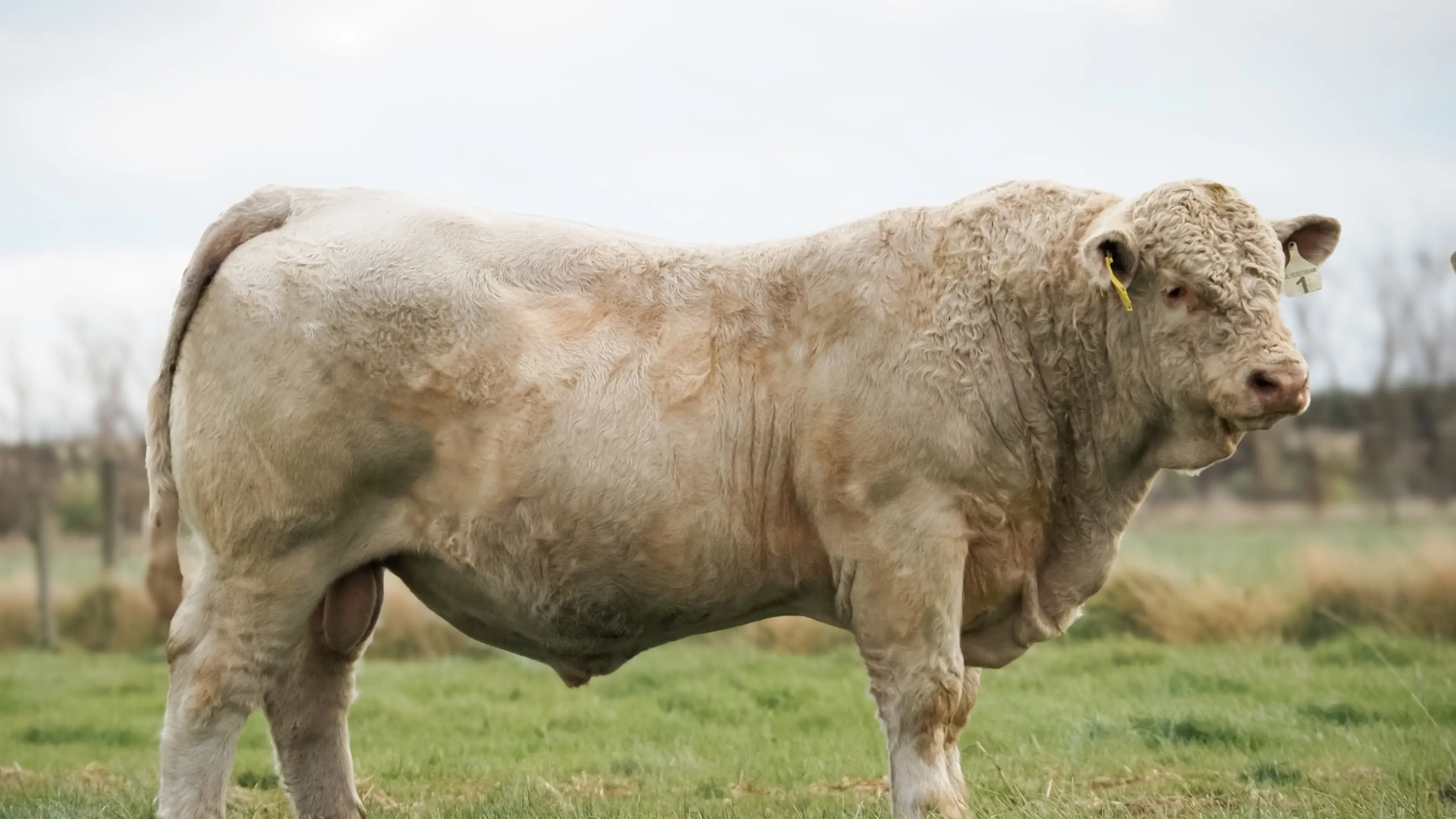 Stud records follow high beef prices