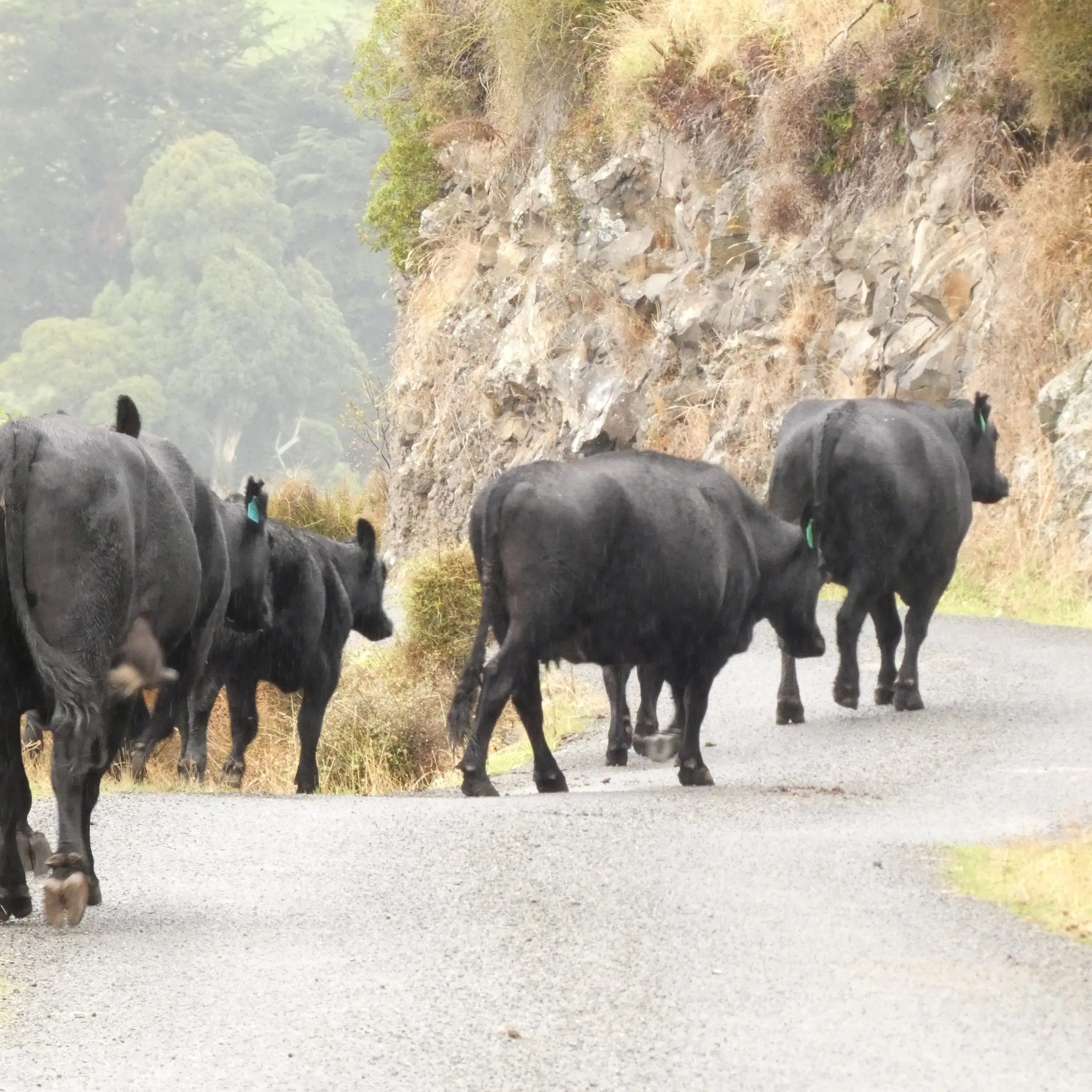 Trump tariffs skip beef and kiwifruit