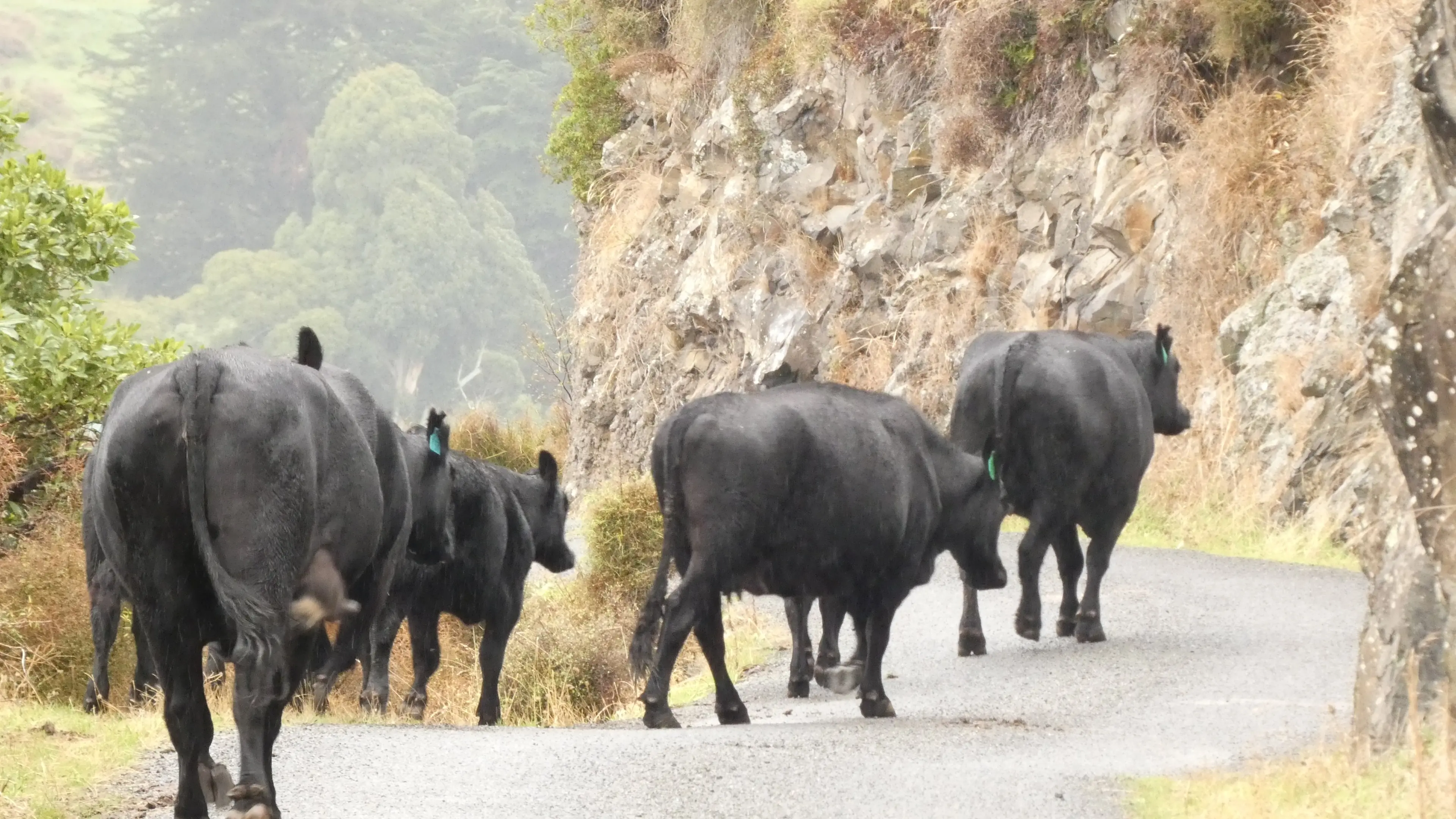 Trump tariffs skip beef and kiwifruit