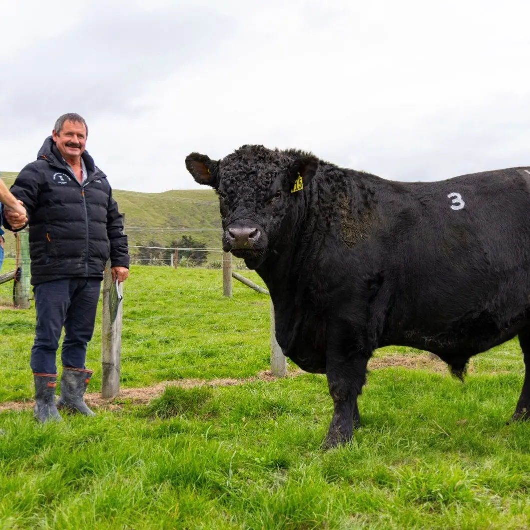 Stud sets record for $168,000 bull