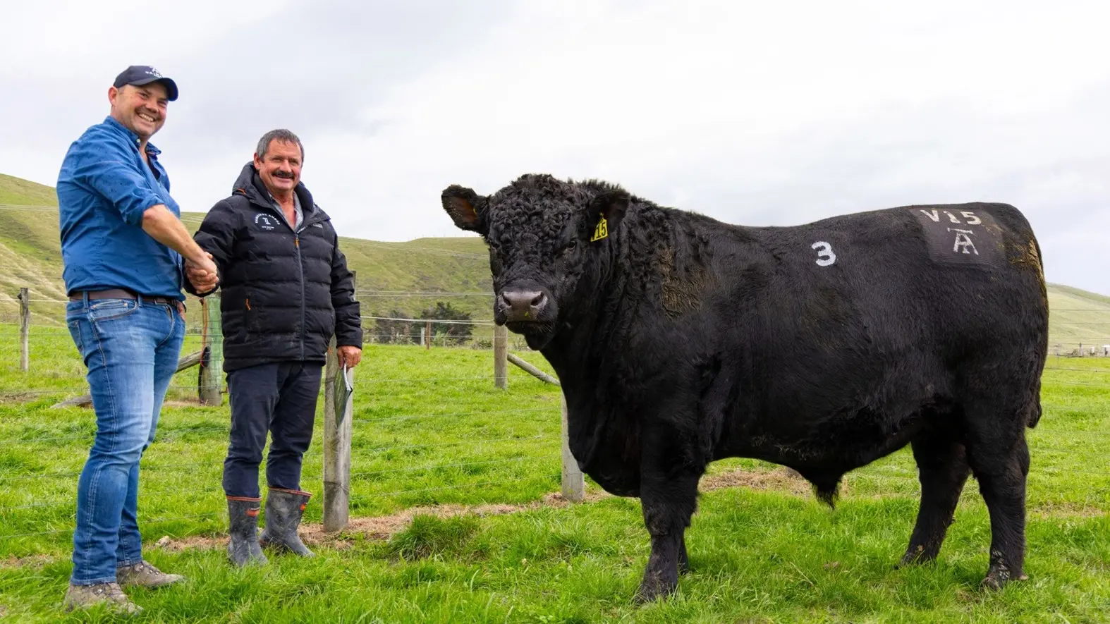 Stud sets record for $168,000 bull