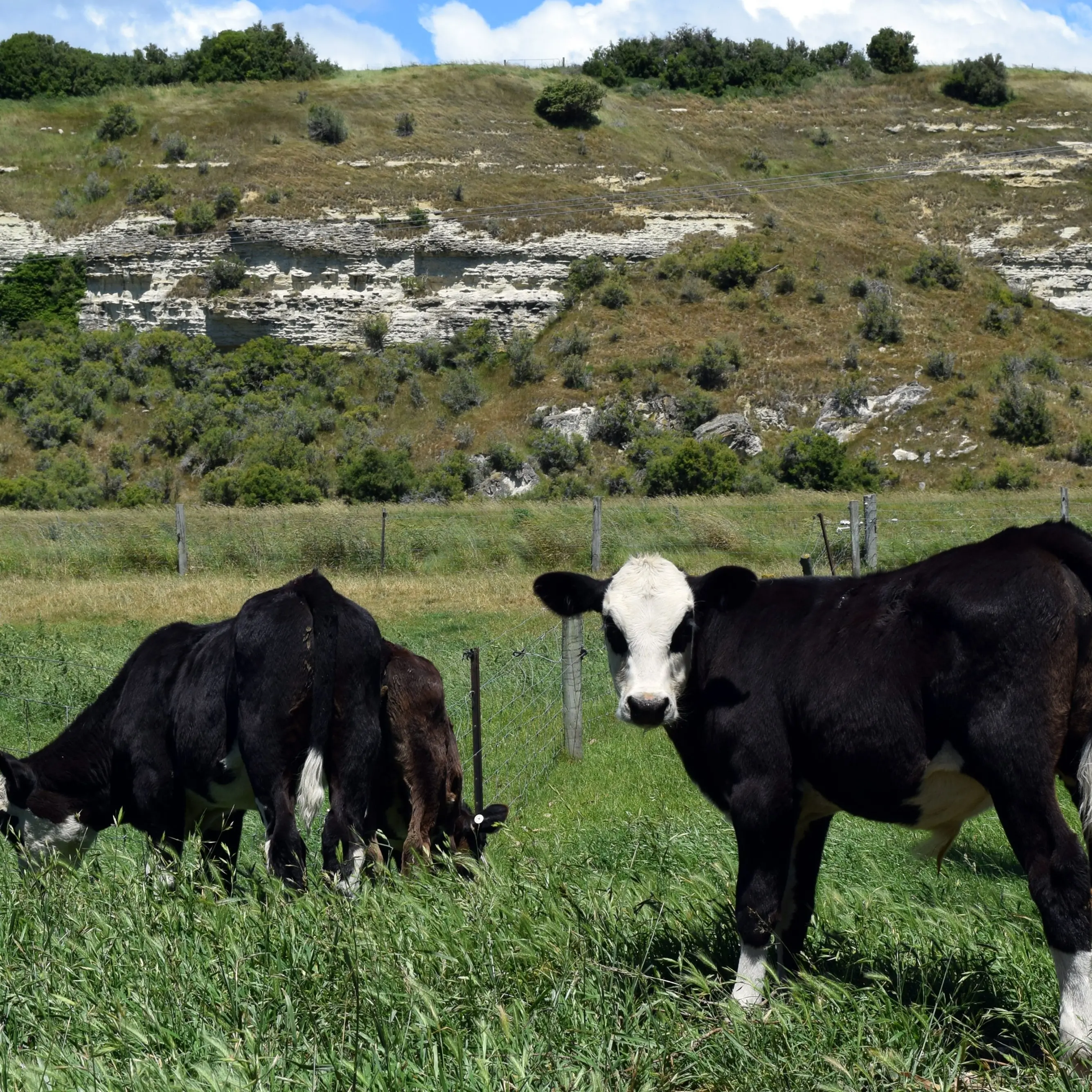 Beef + Lamb calls for beef bull nominations