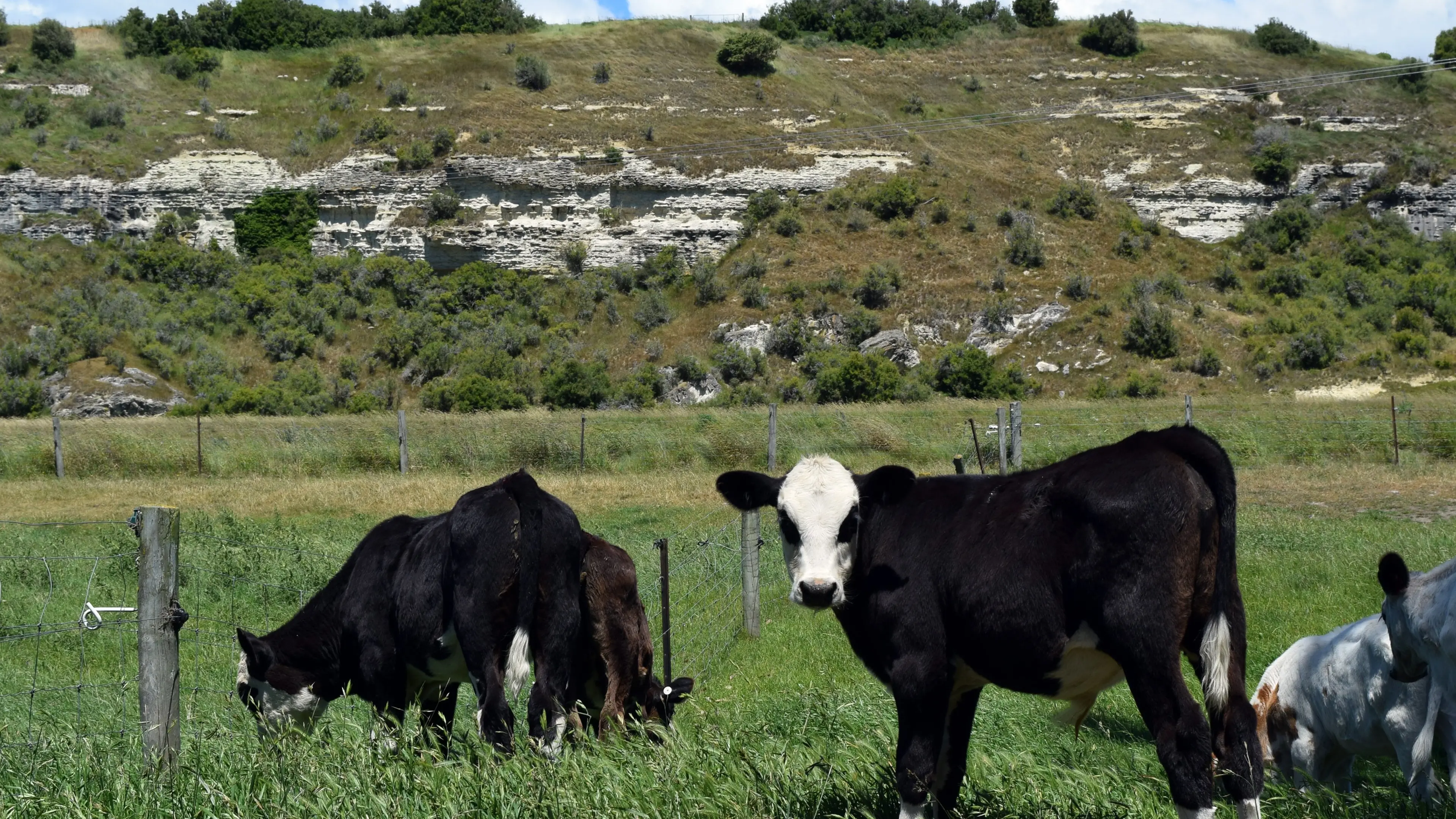 Beef + Lamb calls for beef bull nominations
