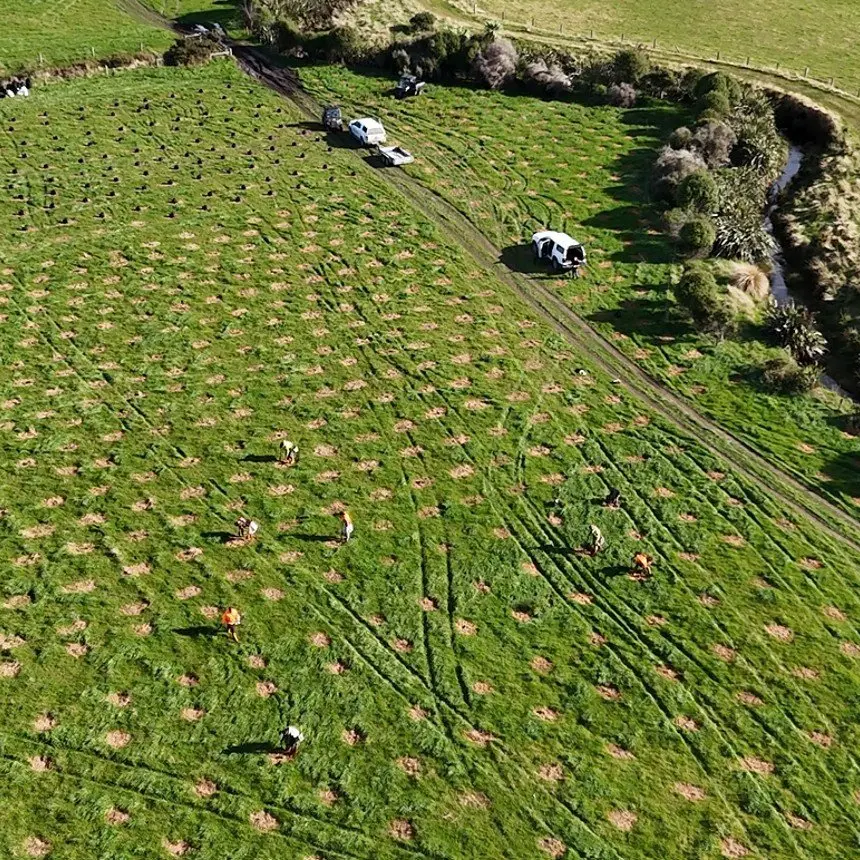 Embattled lagoon helped by planting