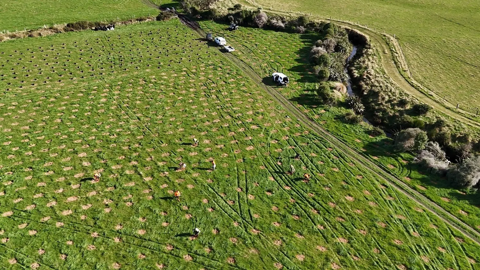 Embattled lagoon helped by planting