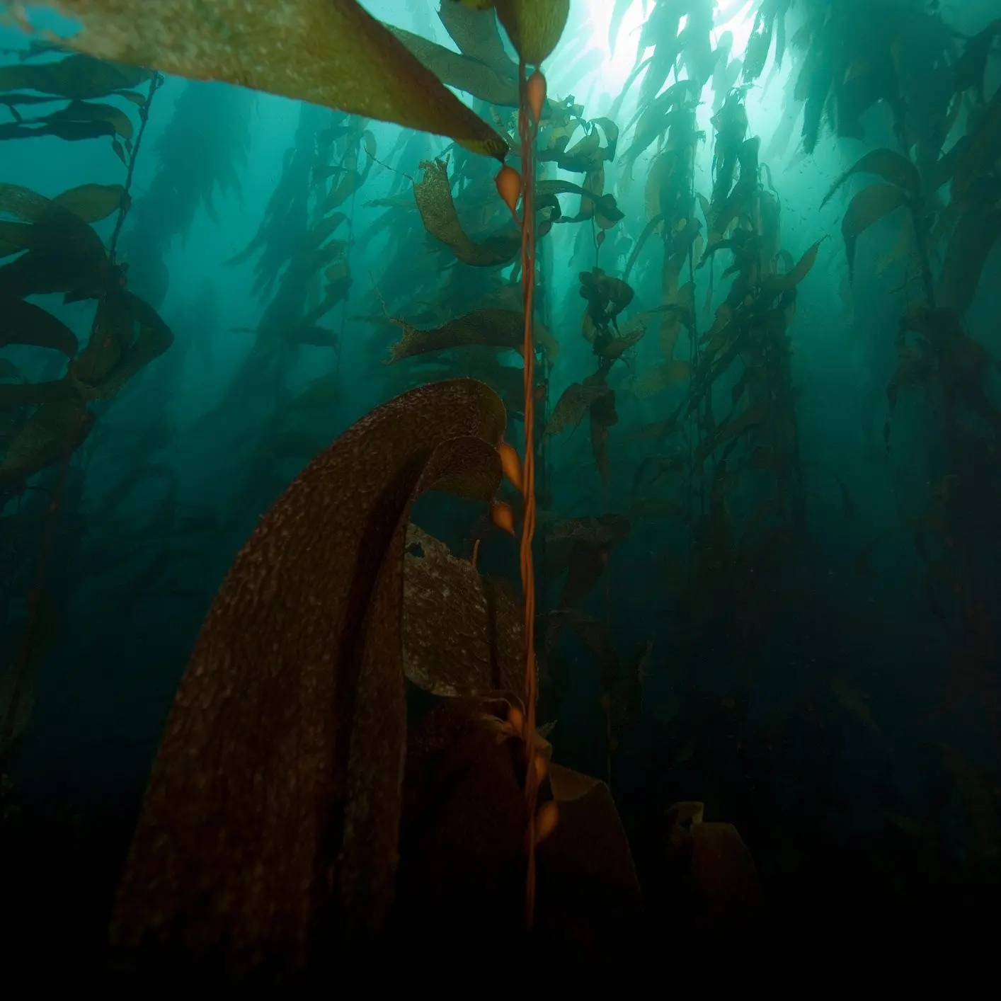 Help for kelp