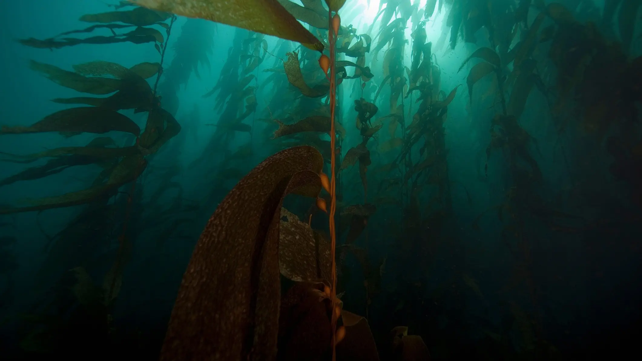 Help for kelp