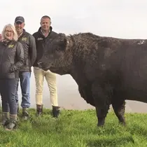 Record $220k bull to begin mating