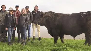Record $220k bull to begin mating