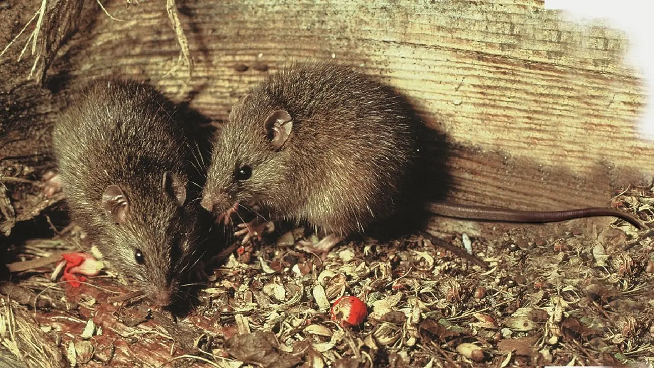 Could Timaru become the first rat-free city?